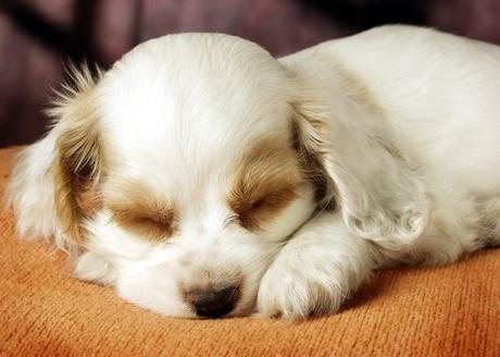 Los 3 motivos del por que los perros duermen tanto
