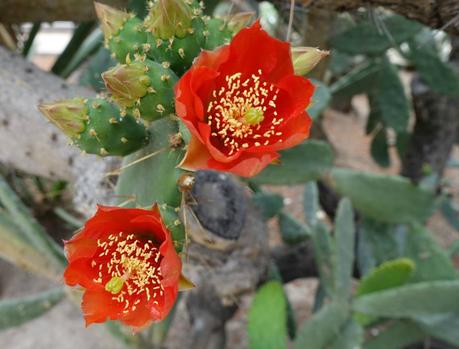 Cosmética Orgánica Le Pure Flores de cactus Opuntia