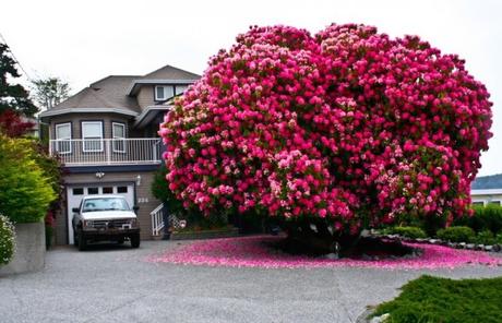 Los 10 árboles mas hermosos del mundo rododendros 125 años de edad canada