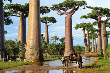 Los 10 árboles mas hermosos del mundo arbol baobab madagascar