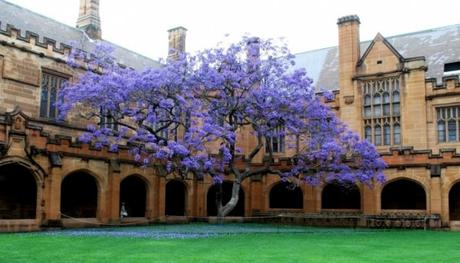 Los 10 árboles mas hermosos del mundo jacaranda arbol violeta en flor