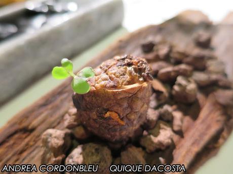 SALIENDO POR DÉNIA. RESTAURANTE QUIQUE DACOSTA. 3 ESTRELLAS MICHELÍN. SALIENDO POR DÉNIA. RESTAURANTE QUIQUE DACOSTA. 3 ESTRELLAS MICHELÍN.