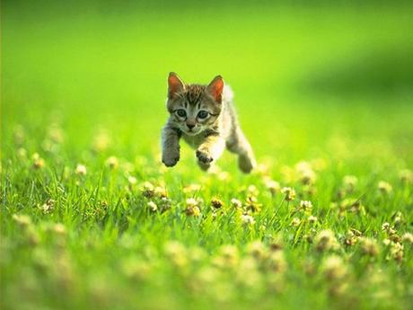 gatito-corriendo