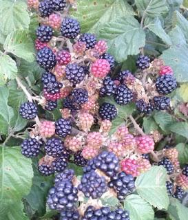 Mermelada de moras silvestres sin azúcar