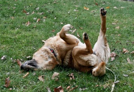 Por que los perros rascan el piso? | Las 5 razones más habituales
