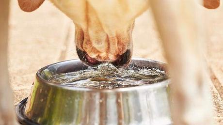 La Gastroenteritis en perros, ¿ Como combatir y prevenir esta enfermedad?