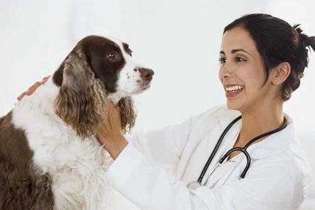 La Gastroenteritis en perros, ¿ Como combatir y prevenir esta enfermedad?