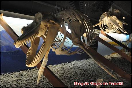 El Museo de las Ballenas en Husavik, Islandia