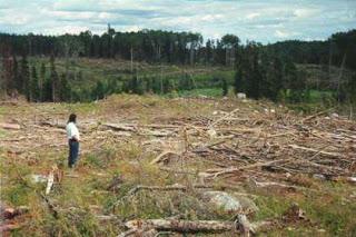 ¿Cuántos árboles destruimos nosotros al año?