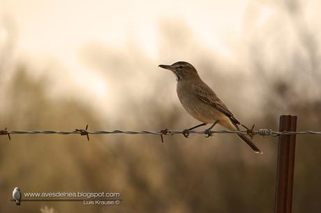 Gaucho común (Gray-bellied Shrike-Tyrant) Agriornis micropterus