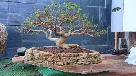 Ordenando las ramas en el Ficus Retusa