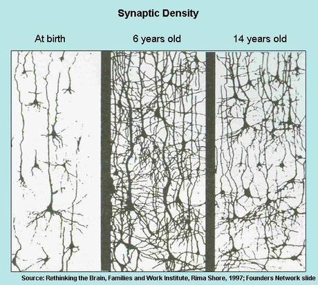 Decline de la creatividad, plasticidad cerebral y poda neuronal