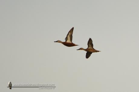 Pato cuchara (Red Shoveler) Anas platalea