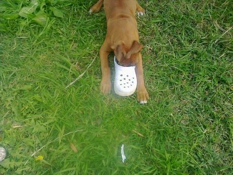 De macetas y mascotas De macetas y mascotas