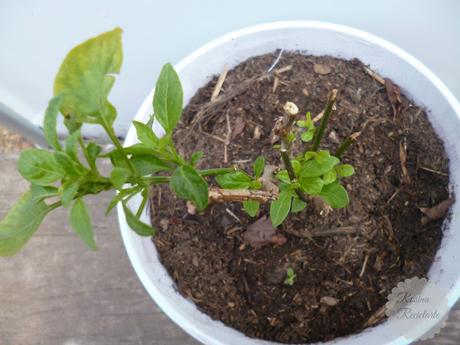 De macetas y mascotas De macetas y mascotas
