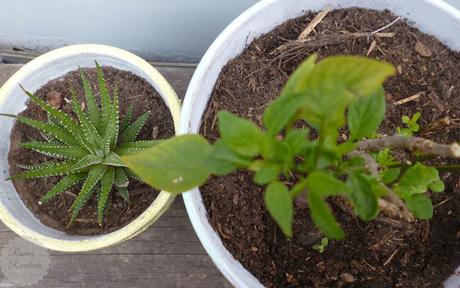De macetas y mascotas De macetas y mascotas
