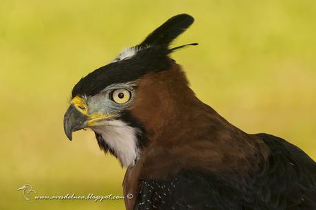 Águila crestuda real (Ornate hawk-Eagle) Spizaetus ornatus Águila crestuda real (Ornate hawk-Eagle) Spizaetus ornatus