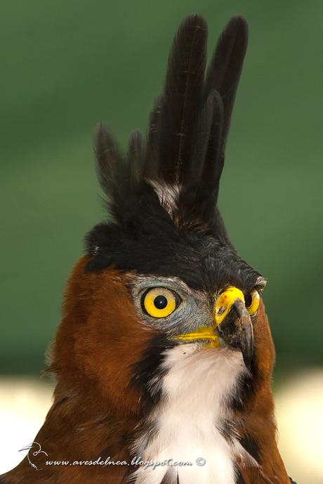 Águila crestuda real (Ornate hawk-Eagle) Spizaetus ornatus Águila crestuda real (Ornate hawk-Eagle) Spizaetus ornatus