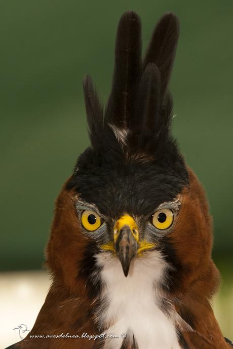 Águila crestuda real (Ornate hawk-Eagle) Spizaetus ornatus Águila crestuda real (Ornate hawk-Eagle) Spizaetus ornatus