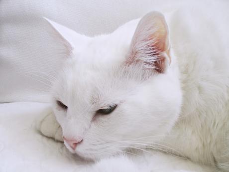 Suavizando el regreso Suavizando el regreso