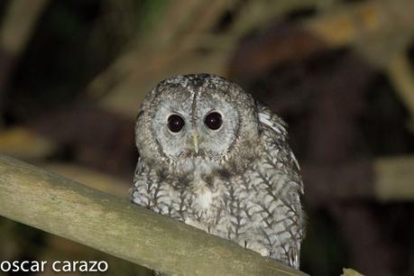 LOS OJOS DE LA NOCHE:CARABO