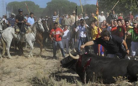 Muerte de un toro en Tordesillas durante la celebración del Torneo del Toro de la Vega
