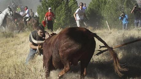 Torneo del Toro de la Vega en Valladolid: un toro embiste a los lanceros.