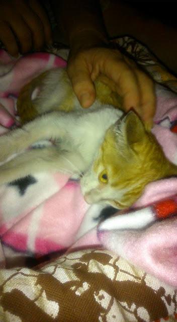 Pollo tandori masala Pollo tandori masala