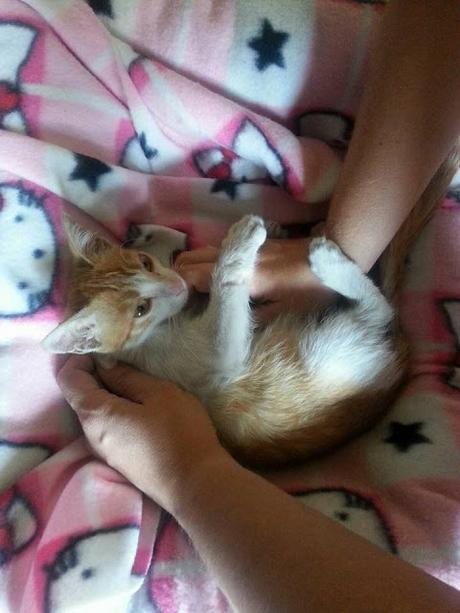 Pollo tandori masala Pollo tandori masala