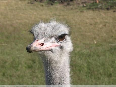 Una tranquila mirada Ñandú Naturaleza Color (Digital)