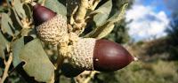 ¿Cuál es el árbol más abundante en España?