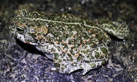 Día 2, parte 2: Chinchilla, de noche IMG_9333