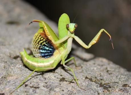 Día 2, parte 2: Chinchilla, de noche IMG_9339