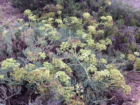 Crithmum maritimum