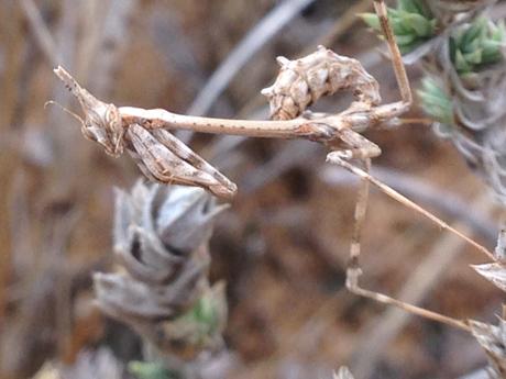 Empusa pennata