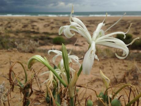 Pancratium maritimum