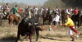 toro de la vega, tordesillas, valladolid, españa, toro