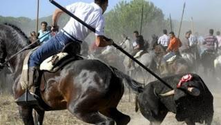 toro de la vega, tordesillas, valladolid, españa, toro