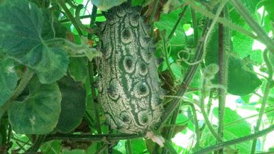 KIWANO, UNA EXTRAÑA FRUTA EN MI HUERTO