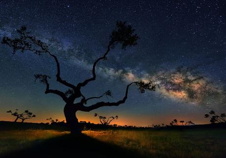 El árbol de la Vía Láctea