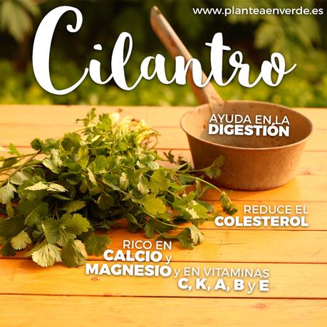 Cómo cultivar cilantro