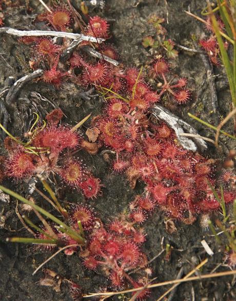 L.lamuergues y tremendales L.lamuergues y tremendales