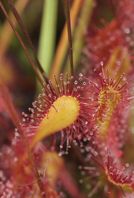 L.lamuergues y tremendales L.lamuergues y tremendales