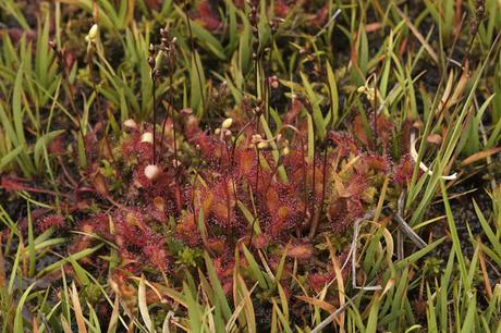 L.lamuergues y tremendales L.lamuergues y tremendales