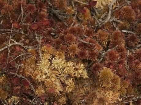 L.lamuergues y tremendales L.lamuergues y tremendales