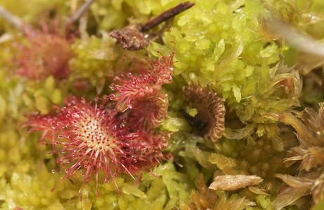 L.lamuergues y tremendales L.lamuergues y tremendales