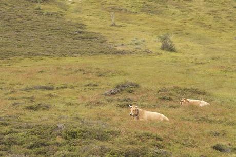 L.lamuergues y tremendales L.lamuergues y tremendales