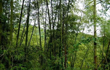 Valle del Cauca Valle del Cauca