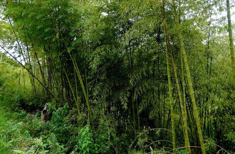 Valle del Cauca Valle del Cauca