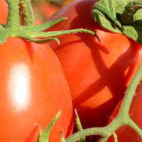 Huertos Urbanos, Tu supermercado en la terraza • Sorteo #SolísResponsable